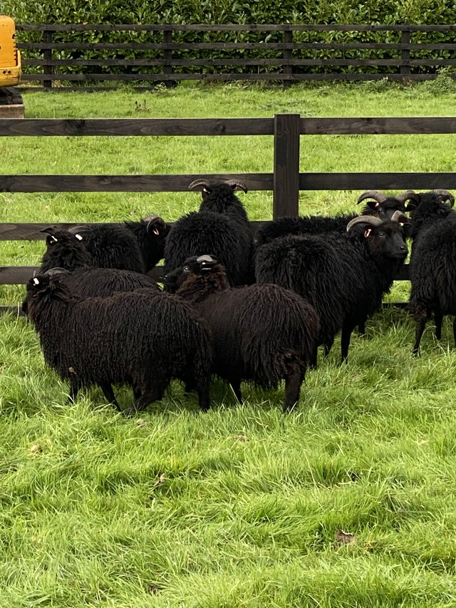 Preview of the first image of Hebridean ewe lambs for sale.