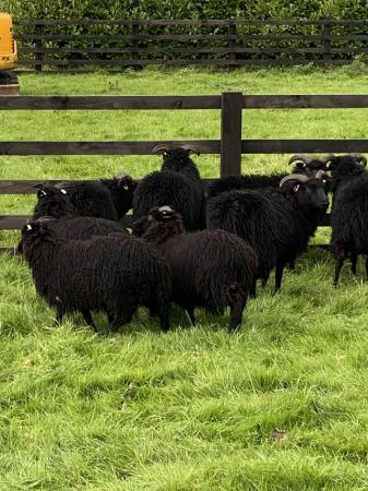 Image 1 of Hebridean ewe lambs for sale