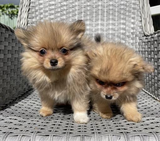 Image 12 of Pomeranian Puppies Ready now only 2  Boys