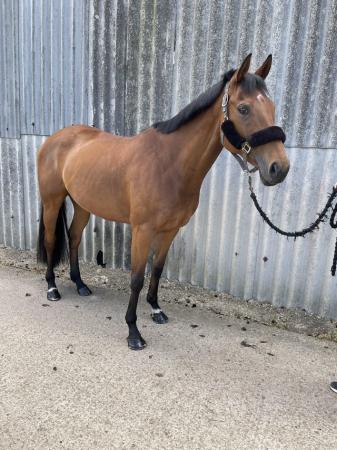 Image 3 of 16.2hh 7year old TB mare