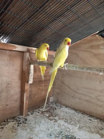 Image 3 of Ringneck Lutino pair for sale