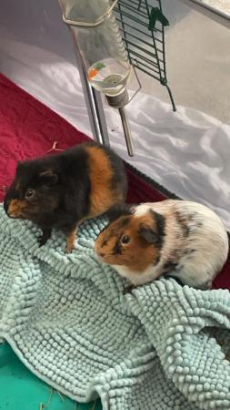 Image 1 of 2x male guinea pigs. Indoor - selling as a pair.