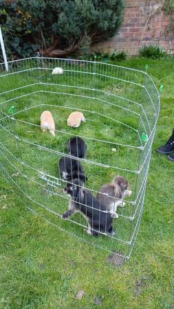 Image 2 of Cute 11 week old mini lops ready to be re-homed