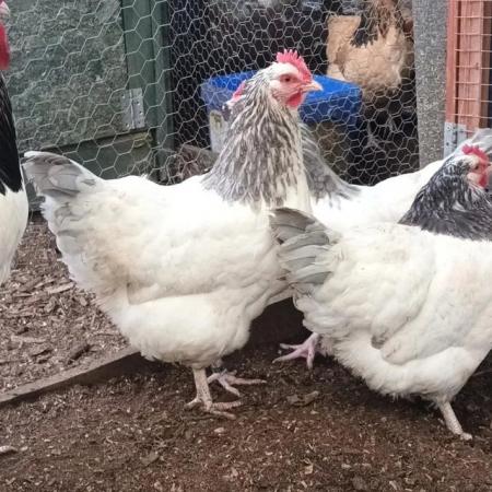 Image 1 of Large Fowl Coronation Sussex Hatching Eggs For Sale