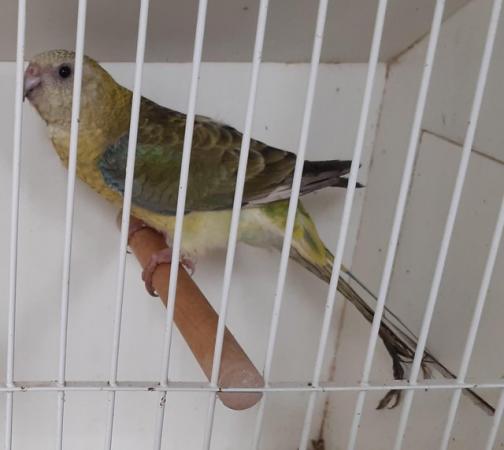 Image 2 of Red rump parakeets for sale