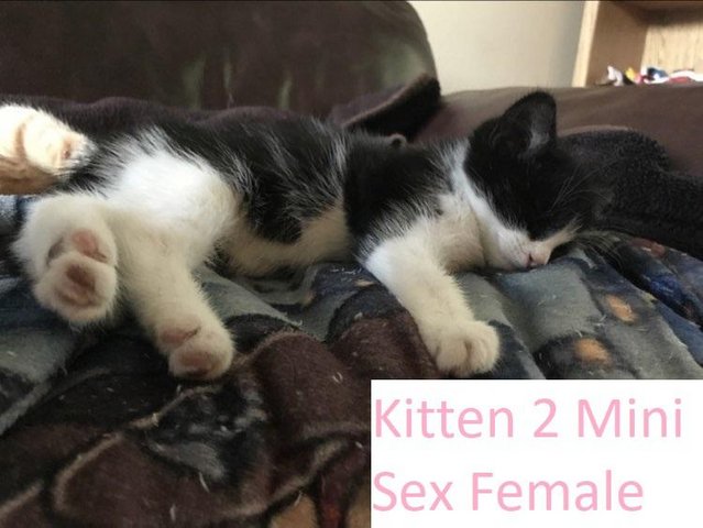 Preview of the first image of Kittens Mixed Manchester £50 - £80.