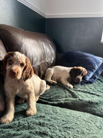 Image 9 of beautiful cocker spanielready now 1 boy left ready now