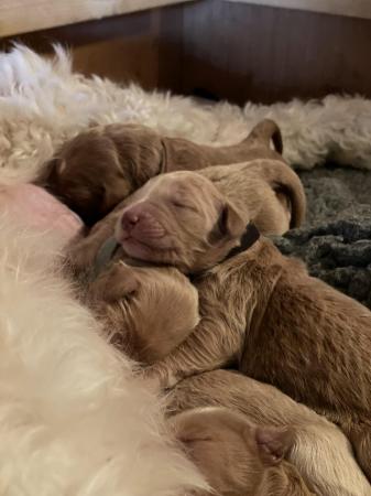 Image 7 of Adorable Double Doodle Puppies for sale