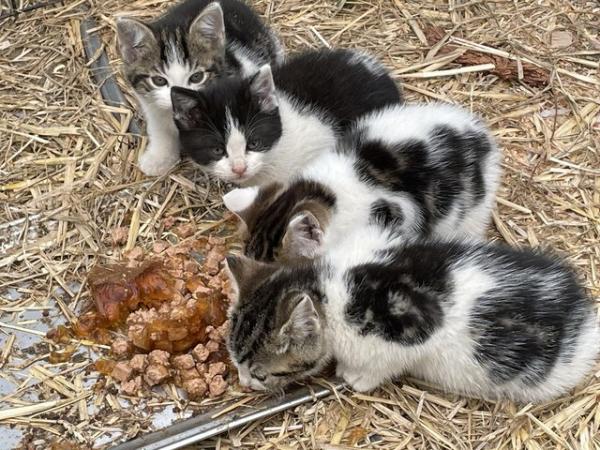 Image 6 of Male and Female farm / outdoor kittens
