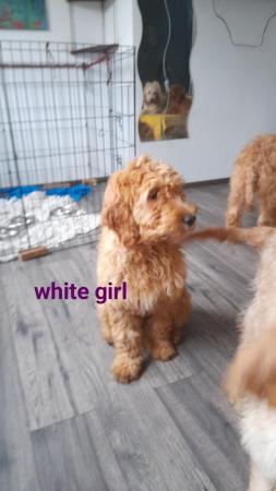 Image 16 of SOLD OUT quality red girls goldendoodle x irishdoodle