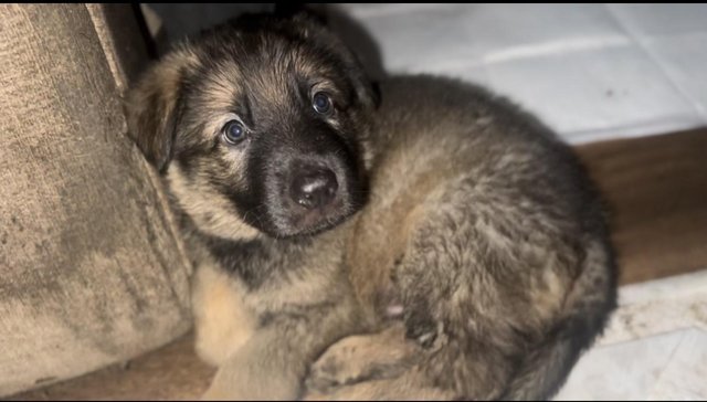 Image 5 of German shepherd puppies ready know