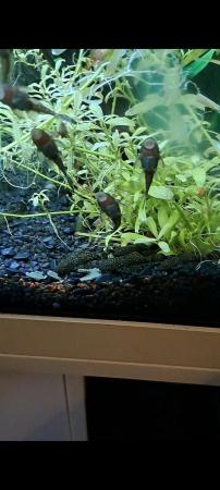 Image 4 of Loads of bristlenose plecs looking for a new home £2 each