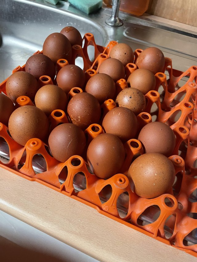 Preview of the first image of Gold Partridge Welsummer hatching eggs.
