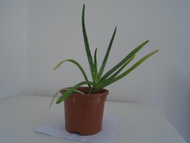 Preview of the first image of Aloe vera plants, buy one get one free.