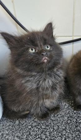 Image 1 of Beautiful black fluffy part maincoon kittens