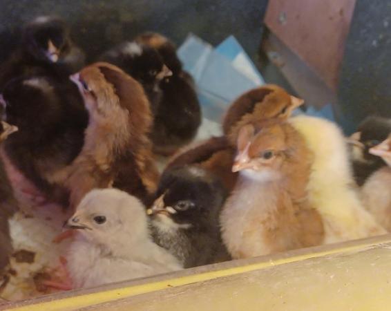 Image 9 of Various Chicks for sale bb6 7ns