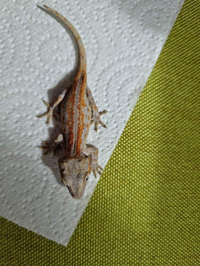 Preview of the first image of Gargoyle gecko babies available.