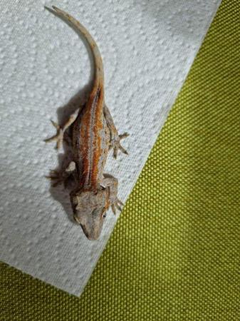 Image 1 of Gargoyle gecko babies available