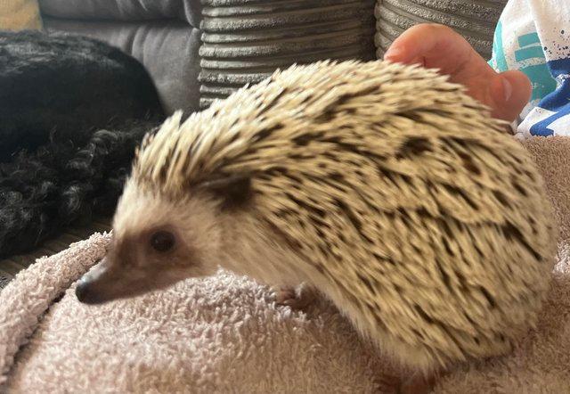 Image 5 of 2 year old African Pygmy hedgehog