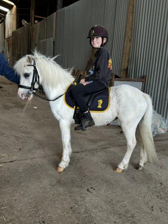 Image 1 of 10.2 perfect childs first pony!