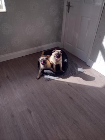 Image 2 of Pugs for sale male and female