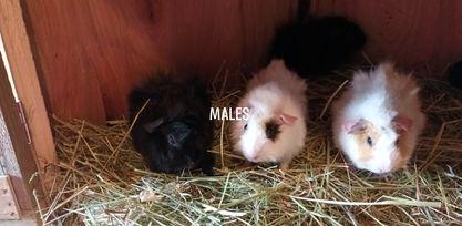 Image 4 of £15 EACH TWO £20 MALE GUINEA PIGS FOR SALE