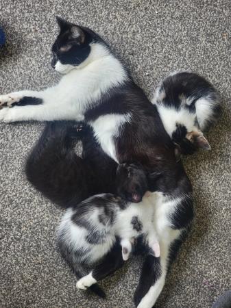 Image 9 of 10 week old kittens! £40 each!