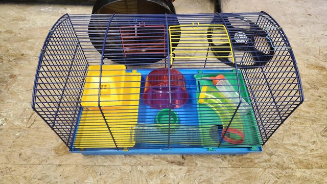 hamsters Local Classifieds For Sale in Chesterfield Derbyshire Preloved