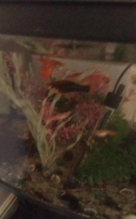 Image 2 of 7 Various size guppies and mollies for sale