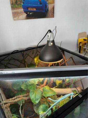 Image 6 of 1 Year old Panther Chameleon (Blue Bar) + Full Setup