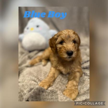 Image 6 of Australian Labradoodles Microchipped