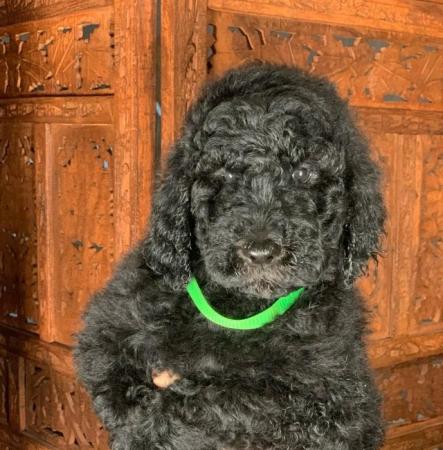 Image 8 of Standard Poodle Puppies ready now