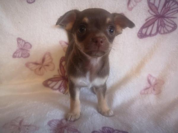 Image 4 of 3 adorable chihuahua puppies for sale