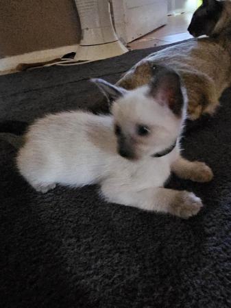 Image 3 of Exceptionally beautiful and silky soft GCCF siamese kittens