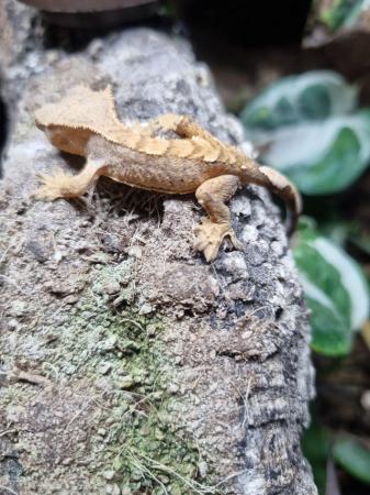 Image 2 of Young Crested Gecko for sale