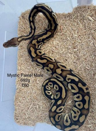 Image 9 of Royal Pythons for sale.