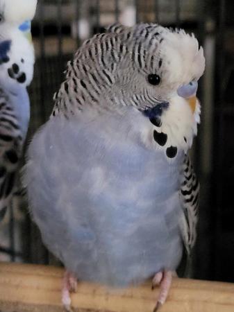 Image 4 of Baby budgie and second hand cage
