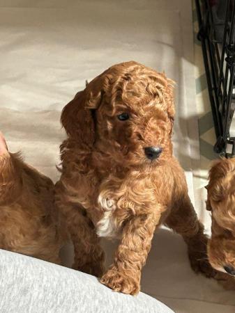 Image 16 of Red, apricot and black cockapoo pups (2 female / 3 male left