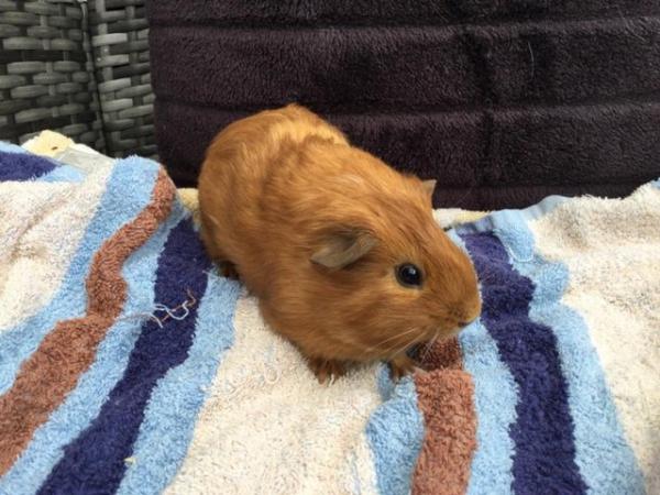 Image 5 of 8week old male baby guinea pig