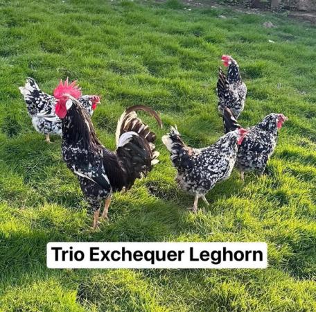 Image 1 of Trio Exchequer Leghorns for sale.