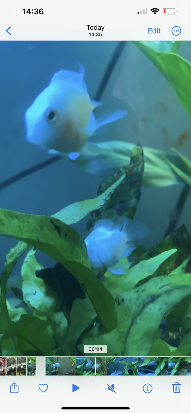 Preview of the first image of Platinum Dwarf Parrot Fish 3-4cm.
