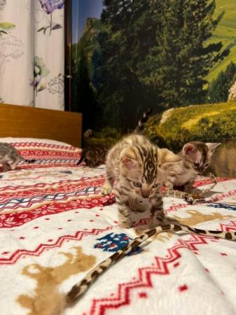 Image 9 of Stunning 5 Generations Pedigree Bengal Kittens in London