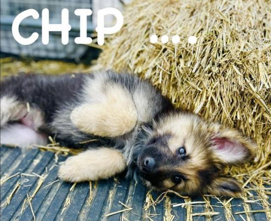 Image 4 of German Shepherd Puppies HALF PRICE!!!!!