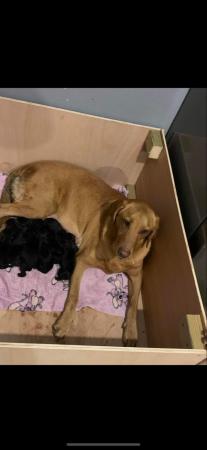 Image 3 of Labrador pups ready to leave