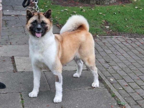Image 2 of 8 mth old Akita girl looking for their own home