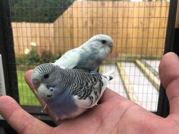 Image 1 of Baby Budgies for Sale - Available Now