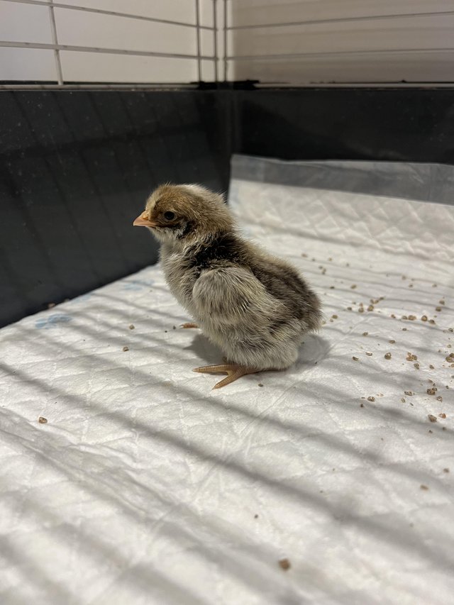 Preview of the first image of *** Day old chicks available ***.
