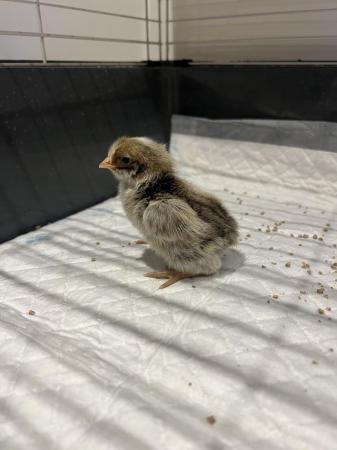 Image 1 of *** Day old chicks available ***