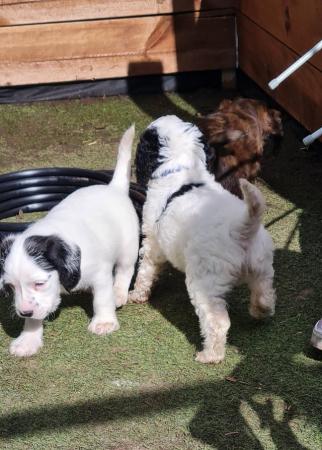 Image 12 of Spaniel cross pups 1 girl 1 boys available