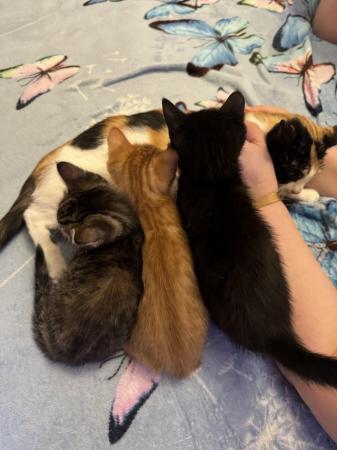 Image 7 of Lovely kittens looking for forever homes